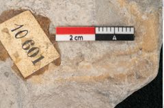 Foto (Detailansicht) von Palaeocassia lanceolata Ettingshausen (NHMW-GEO-2024-0188-10601)